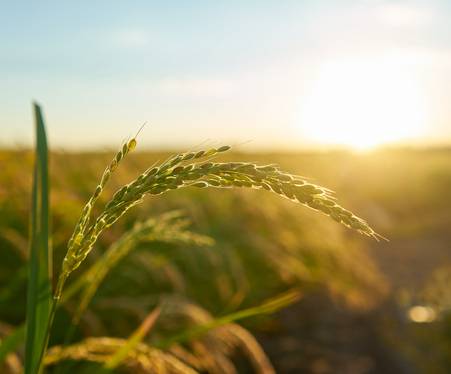 Réalisation Codéin INRAE - 2023